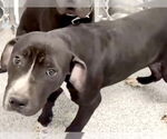 Small #4 American Pit Bull Terrier