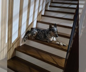 Father of the Australian Cattle Dog puppies born on 12/28/2025