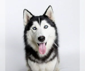 Siberian Husky Dogs for adoption in Oak Bluffs, MA, USA