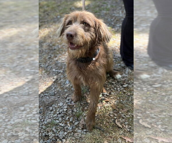 Medium Photo #4 German Wirehaired Pointer Puppy For Sale in New York, NY, USA