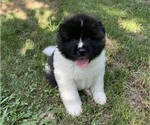 Puppy Rampage Akita