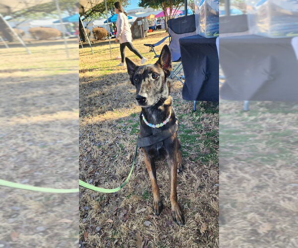 Medium Photo #8 Mutt Puppy For Sale in Imlay City, MI, USA