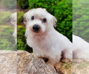 Maltese-Unknown Mix Dogs for adoption in Pacolet, SC, USA