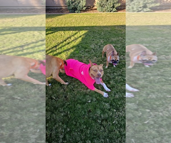 Medium Photo #5 American Pit Bull Terrier-Unknown Mix Puppy For Sale in Visalia, CA, USA
