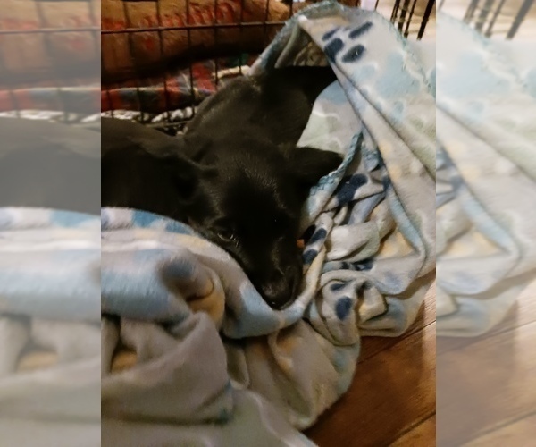 Medium Photo #5 English Cream Golden Retriever-Newfoundland Mix Puppy For Sale in SHEBOYGAN FALLS, WI, USA