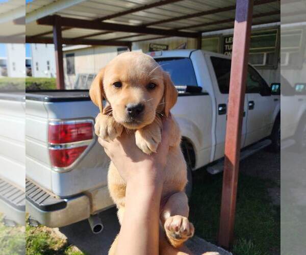 Medium Photo #1 Labrador Retriever Puppy For Sale in DECATUR, TX, USA