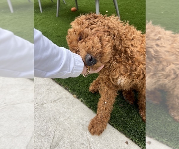 Medium Photo #6 Goldendoodle Puppy For Sale in SAN DIEGO, CA, USA