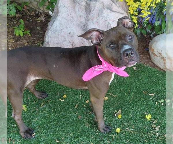 Medium Photo #1 American Pit Bull Terrier-Unknown Mix Puppy For Sale in Oklahoma City, OK, USA