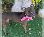 Small American Pit Bull Terrier Mix