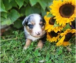 Small #1 Miniature Australian Shepherd