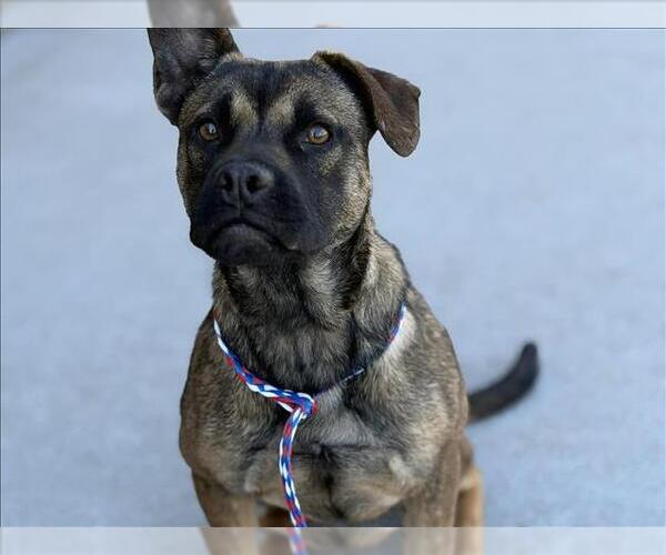Medium Photo #1 German Shepherd Dog-Unknown Mix Puppy For Sale in Tulsa, OK, USA