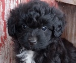 Puppy Isaiah Aussiedoodle Toy