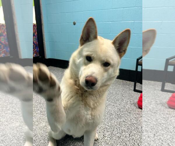 Medium Photo #3 Eurasier-Huskies  Mix Puppy For Sale in Front Royal, VA, USA
