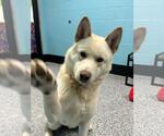 Small #2 Eurasier-Huskies  Mix