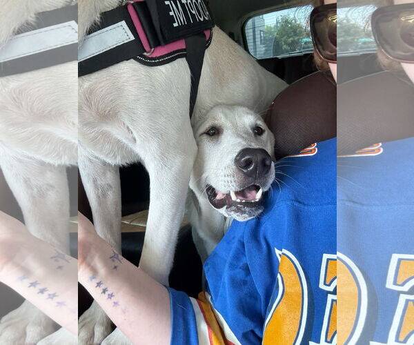 Medium Photo #2 Great Pyrenees-Unknown Mix Puppy For Sale in Dallas, TX, USA