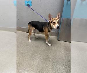 German Shepherd Dog-Unknown Mix Dogs for adoption in Las Vegas, NV, USA
