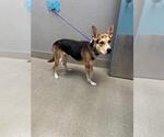 *CYNTHIA - Female German Shepherd Dog-Unknown Mix Dog for Adoption - Small photo