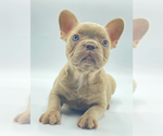 Small #1 French Bulldog