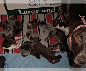 Father of the German Shorthaired Pointer puppies born on 05/25/2019