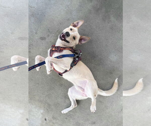 Medium Photo #2 Labrador Retriever-Unknown Mix Puppy For Sale in McDonough, GA, USA