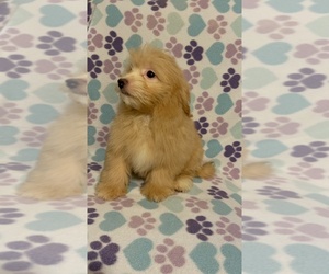 Pomeranian Puppy for Sale in RALEIGH, North Carolina USA