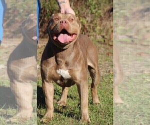 Father of the American Bully puppies born on 11/05/2019