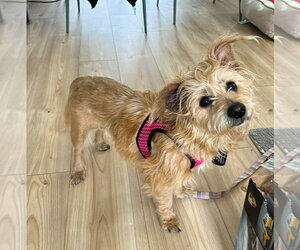 Mutt Dogs for adoption in Shelburne, VT, USA