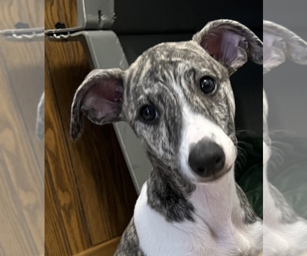 Medium Photo #7 Whippet Puppy For Sale in SOUTH SIOUX CITY, NE, USA