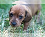 Small #2 Dachshund