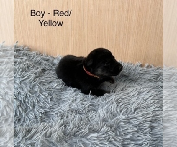 Medium Photo #4 German Shepherd Dog Puppy For Sale in PLYMOUTH, IN, USA