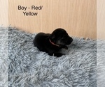 Small #3 German Shepherd Dog