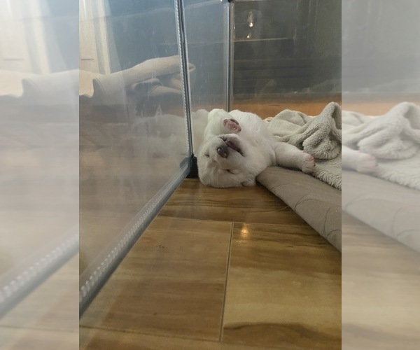 Medium Photo #9 Shiba Inu Puppy For Sale in HAMPTON, VA, USA