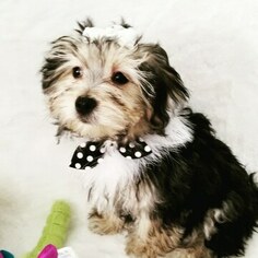 Morkie Puppy for sale in LEWISVILLE, TX, USA