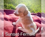 Puppy Sunset Brittany