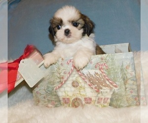 Shih Tzu Puppy for sale in WARRENSBURG, MO, USA