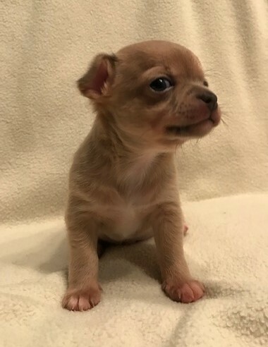Medium Photo #3 Chihuahua Puppy For Sale in KNIGHTSVILLE, SC, USA