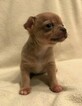 Small Photo #3 Chihuahua Puppy For Sale in KNIGHTSVILLE, SC, USA