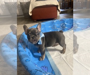 French Bulldog Puppy for sale in WATAUGA, TX, USA