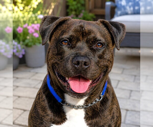 Medium Photo #25 American Staffordshire Terrier-Unknown Mix Puppy For Sale in Lake Forest, CA, USA