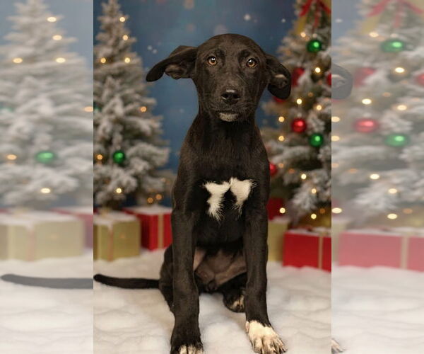 Medium Photo #4 Mutt Puppy For Sale in Royal Palm Beach, FL, USA