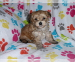 Small #10 Morkie