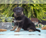 Puppy Addie German Shepherd Dog