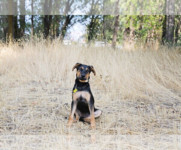 Medium Photo #24 Doberman Pinscher-German Shepherd Dog Mix Puppy For Sale in Sandy, UT, USA