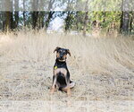Small #23 Doberman Pinscher-German Shepherd Dog Mix