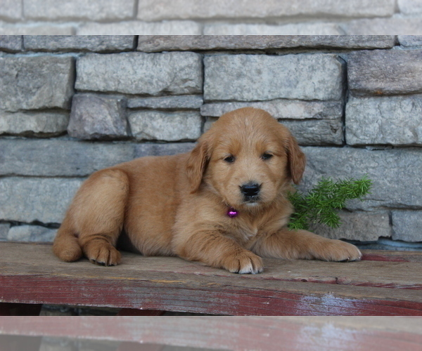 Medium Photo #4 Goldendoodle Puppy For Sale in SQUAW VALLEY, CA, USA