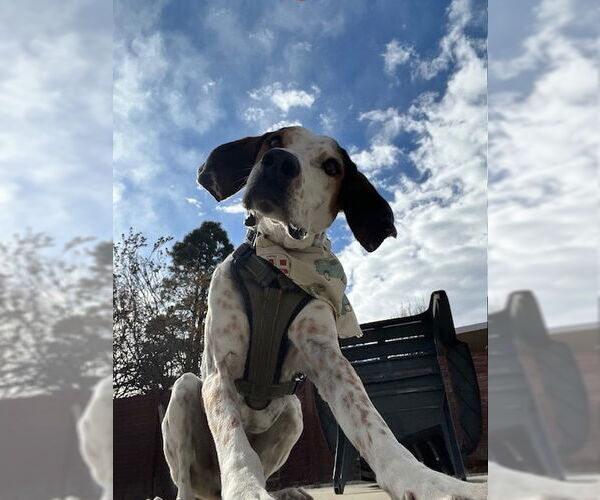 Medium Photo #4 Mutt Puppy For Sale in Sandy, UT, USA