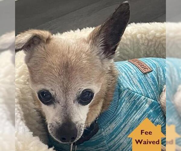 Medium Photo #1 Mutt Puppy For Sale in Pleasanton, CA, USA