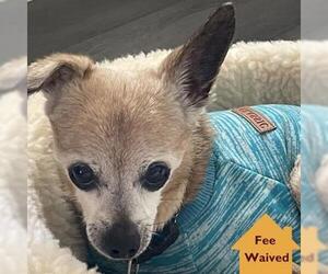 Mutt Dogs for adoption in Pleasanton, CA, USA