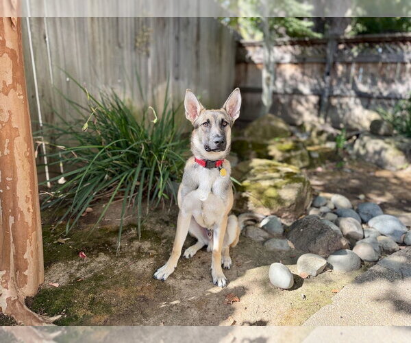 Medium Photo #4 German Shepherd Dog Puppy For Sale in West Sacramento, CA, USA