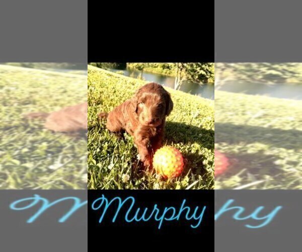 Medium Photo #6 Labradoodle Puppy For Sale in BRAZIL, IN, USA